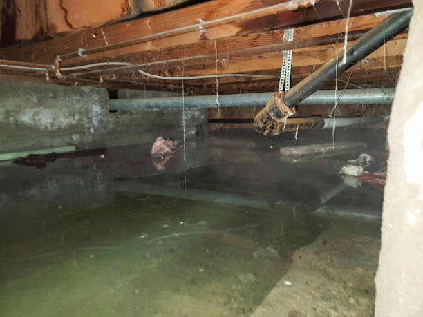 Best Sewage cleanup and water damage restoration  in Monroeville, OH