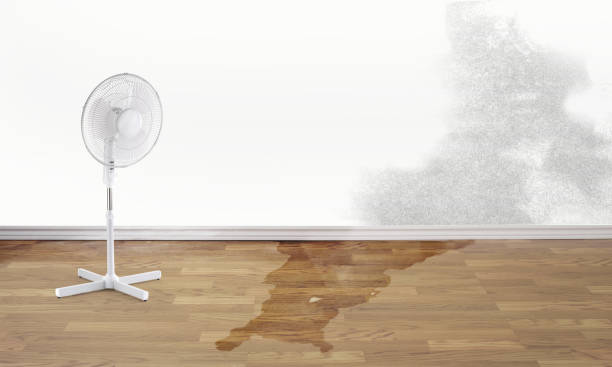 Best Flood damage cleanup  in Monroeville, OH